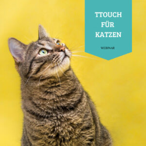 TTouch für Katzen – Webinar 3