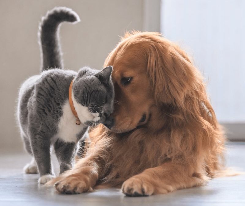Heart & Paw Advent Journey