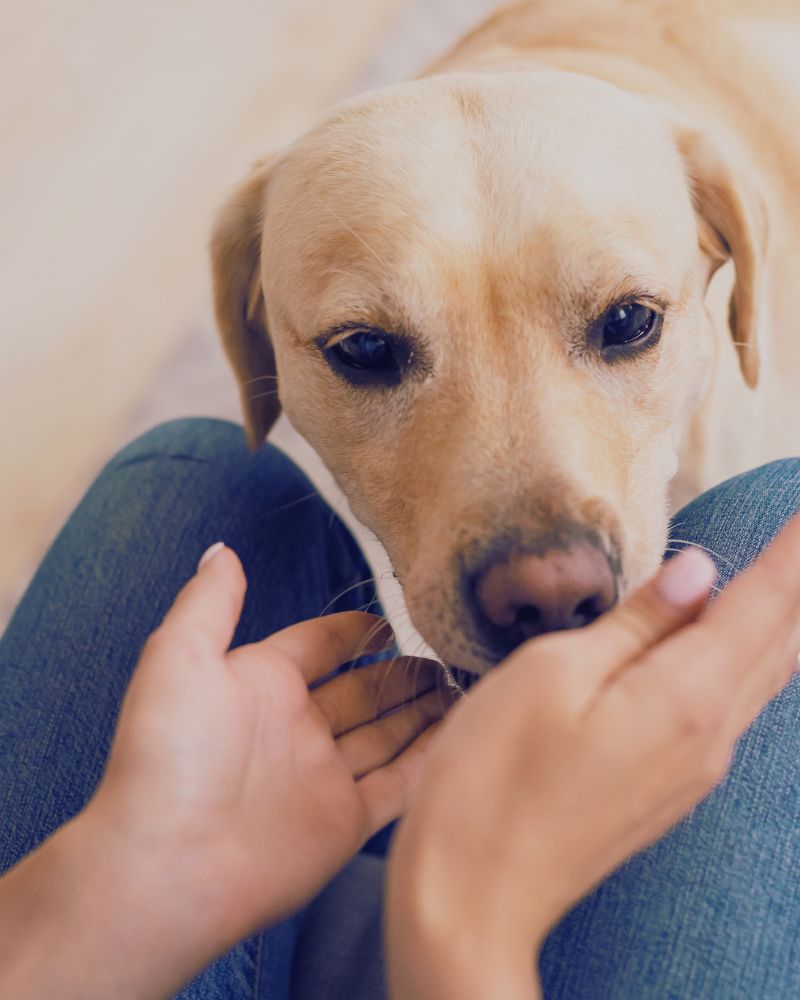 Pet-safety-ZOOPHARMACOGNOSY